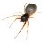 spider